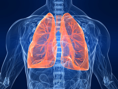 Study provides first evidence that fat accumulates in the lungs of overweight and obese people - article image
