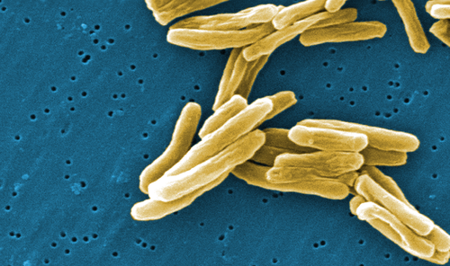 Global partners issue Call to Action to overcome barriers to scale up TB preventive treatment - article image