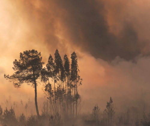 Australia bushfires: a response from the ERS leadership - article image