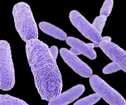 FAIR project: investigating treatments for antibiotic-resistant pneumonia - article image