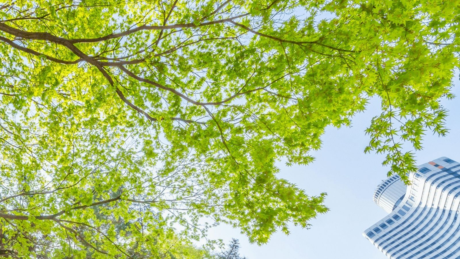 Clean air in Europe for all: European Parliament ENVI Committee adopts report on revisions to the EU AAQD - preview image